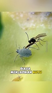 406K views · 3.3K reactions | Tawon parasit yang menggunakan kutu daun sebagai inang. | Tag: #tawon #wasp #parasitoid #aphidinae #tawonparasitoid #parasitoidwasp #wildlife #wildlifephotography #faktamenarik #faktaunikhewan #reelsvideo | Porco Project | Facebook