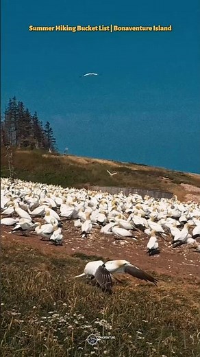 Bucket List Hike | Bonaventure Island #bucketlist #birds #hiking
