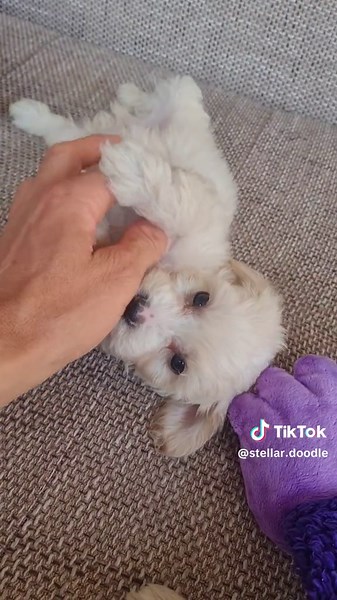 #kutya #maltipoo #dog #puppy #doodle
