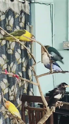 Love birds fighting #shorts #ytshorts #birdsfight