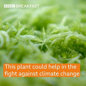 Is this the most important plant on earth? 🌱🌍 #ClimateChange #GlobalWarming | BBC Breakfast