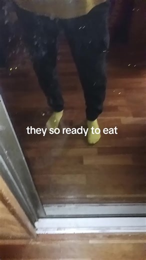 rita (@rita.thompson3)’s video of animals realize that they are being helped