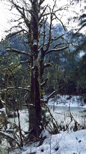 Peaceful Winter Peaks | Mossy Forest | Washington State | Oxbow Lake Loop #nature #mountains #forest