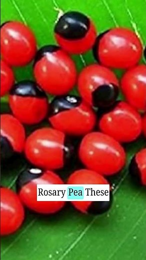 Deadly Flowers You Should Never Touch!