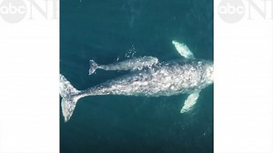 Baby whale swims along side mother in adorable video