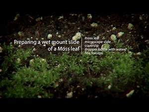 Moss Preparation