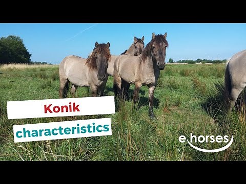 Konik Horse | characteristics, origin & disciplines