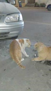 Two Cats Caught Fighting — Epic Feline Showdown!” #viralvideo #trendingnow #animals #funniestvideo