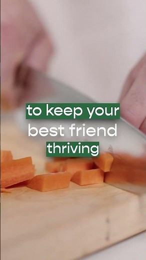 Help Your Pet Live Their Best Life