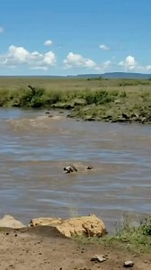39K views · 289 reactions | RIVER CROSSING MIGRATION Every year over...