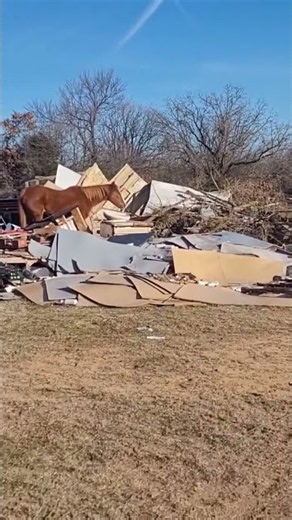 Horsing Around In A Junk Pile! TrueClean Junk Removal Edmond Oklahoma