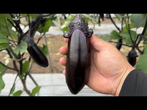 ナスの追肥と剪定で成り疲れしない育て方。色が濃くツヤがあるナスを実らせる方法。24/6/14