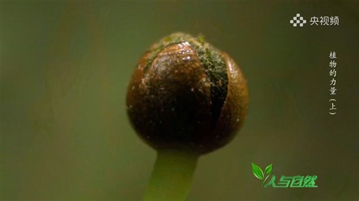 苔藓植物（假根假🈲）