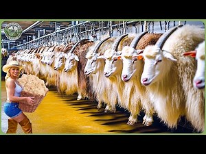 How Millions of Goats Are Processed For Milk, Cheese & Wool - Massive Goat Farming