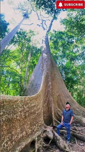 Vườn Quốc Gia Cát Tiên 2026 🌿 Thiên Nhiên Hoang Dã Việt Nam #Vuon Quoc Gia Cat Tien