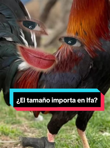 En Ifá Tradicional el tamaño de los animales en sacrificio no determina la eficiaca espiritual del Ebo. No existe sustento en ningún Odu de Ifa que hable de la belleza o el tamaño de los animales sacrificados. Obviamente no es correcto utilizar animales enfermos o en mal estado. Lo que importa no es el tamaño físico del animal sino la obediencia espiritual y la velocidad al realizar el ebo como respuesta al mandato de Ifá. Ifá prescribe exactamente qué ofrendas, qué animales y cómo deben ser usa
