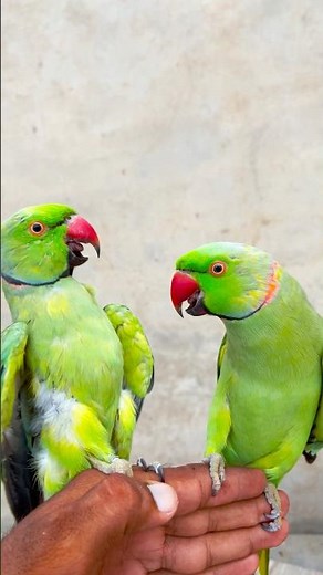 Beautiful 2 Ringneck Talking Parrot Sounds