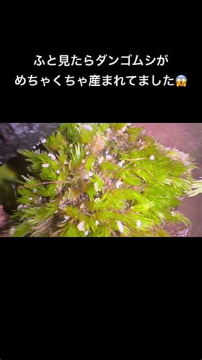 ダンゴムシ産まれてました