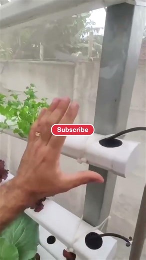 DIY PVC Hydroponic System at Home #shorts