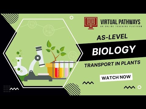 Transport in Plants (Part 2) | AS-Level Biology 9700 | Virtual Pathways