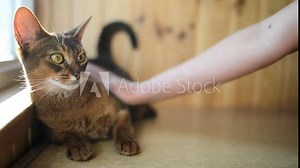 Abyssinian is breed of domestic short-haired cat with distinctive ticked tabby coat, in which individual hairs are banded with different colors. The breed is named for Abyssinia (now called Ethiopia).