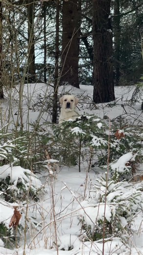 Labrador Adventures in the Winter Forest