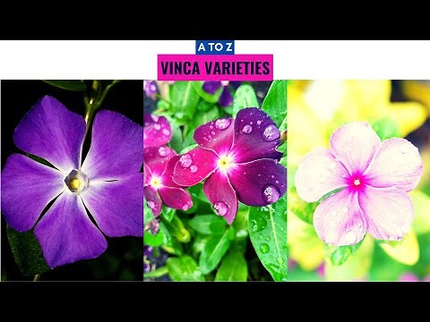 Vinca Varieties A to Z