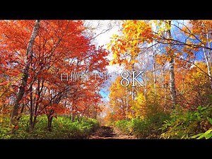 [Japan in 8K] Autumn leaves of the most beautiful white birch forest