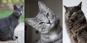 Feline 411: All About Gray Cats