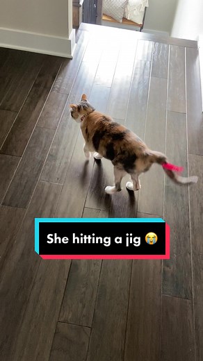 Chloe Bear Hitting a Jig: Funny Cat Video