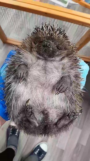 19K views · 1.2K reactions | And here is one of Storm for you all to enjoy,he just brightened my day today.勺 | Prickly Prickles Hedgehog Rescue | Facebook