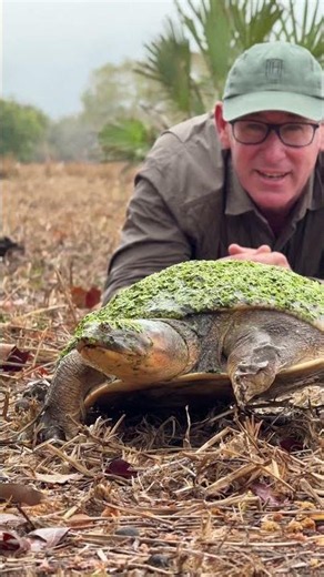 Biodiversity in an area is so important - finding this unique Hinged Terrapin is a real delight! 🙌🏻🌍