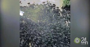 Úc: Hạn hán chưa từng thấy tạo ra cảnh kỳ lạ này