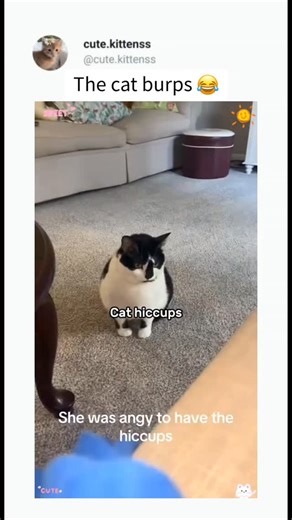 Cute Cats | Funny Cats on Instagram: "Get your Amaz0n g!ft card from my bí0 💯 Credit:- wgac3ecfj9"