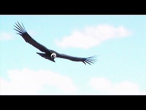 El Condor Pasa, original footage