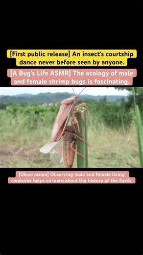 [A Bug's Life ASMR] The ecology of male and female shrimp bugs is fascinating. #cover #4k #insects