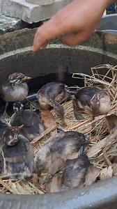 Burung titian australia jinak ampe satu ember #burungritihanaustralia #grabes #burungtitan | Burung Mandar biru