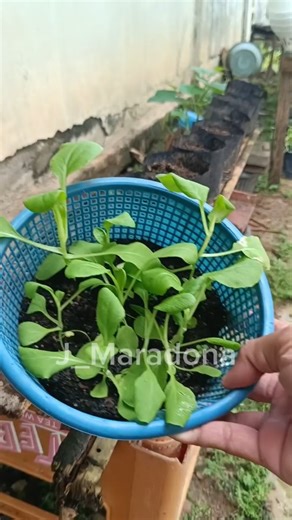 Petani Kota87 on Instagram: "Turn Old Plastic Containers Into Mustard Seed Nurseries #gardening #urbanfarming #gardenhacks #reels"