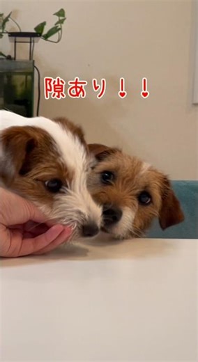 Older dog who tends to have his food stolen by younger dog #Jack Russell Terrier #Jack Russell Te...