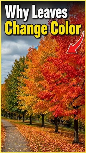 🍂 Why Do Leaves Change Color? 🤯 | The Science Explained #shorts