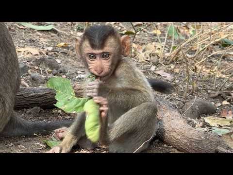 Activities to teach baby monkeys about finding food and living.