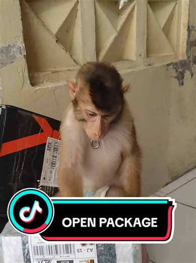 Exciting Unboxing of Baby Monkey Package