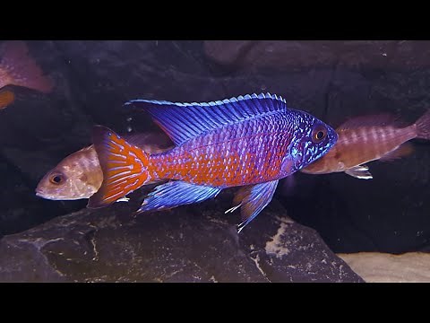 Aulonocara Stuartgranti Ngara