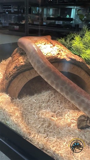 This python takes up the entire enclosure and just keeps growing.