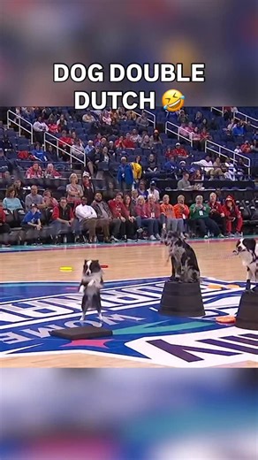 Good dogs 🔥 | ACC Network