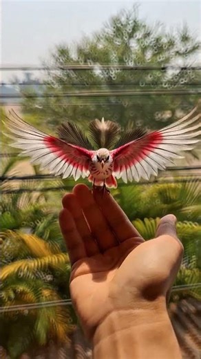 Tiny Elegant Wing Bird