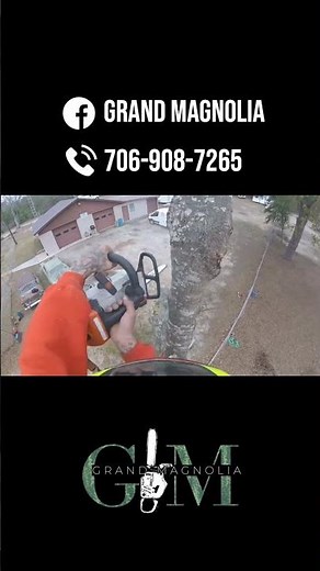 Watch How We Safely Bring This Tree Down