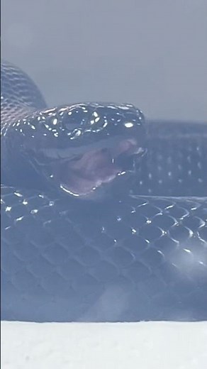 AODA | Mexican Black Kingsnake | #feeding #short 🖤🎬 (05.08.25)
