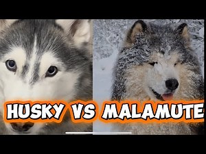 Siberian Husky vs. Alaskan Malamute Breed Comparison – Behavior, Size, Origin & More!