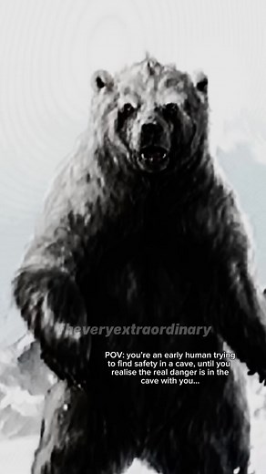The Very Extra Ordinary on Instagram: "The cave bear is a prehistoric species of bear that lived in Europe and Asia during the Pleistocene and became extinct about 24,000 years ago during the Last Glacial Maximum. It is named the cave bear (ursus spelaeus) because most of the fossils have been found in caves. The size of Cave Bears was like those of the largest modern bears. Male Cave Bears had a shoulder height between 5’-5’7” (1.52-1.7 m) and a weight in the range of 750-1300 lb (340-590 kg). 